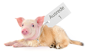 schweinehund