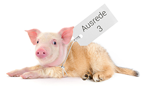 schweinehund